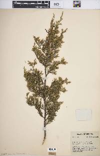 Juniperus virginiana var. virginiana image