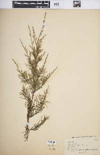 Juniperus virginiana var. virginiana image