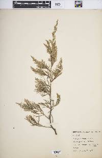 Juniperus virginiana var. virginiana image