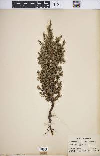 Juniperus virginiana var. virginiana image