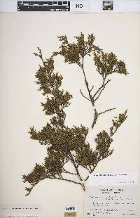 Juniperus virginiana var. virginiana image