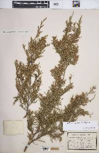 Juniperus virginiana var. virginiana image