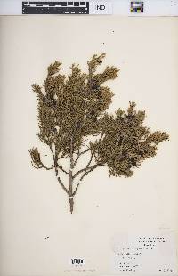 Juniperus virginiana var. virginiana image