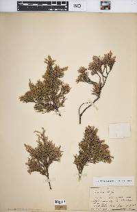 Juniperus virginiana var. virginiana image