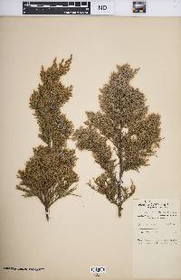 Juniperus virginiana var. virginiana image