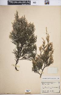 Juniperus virginiana var. virginiana image