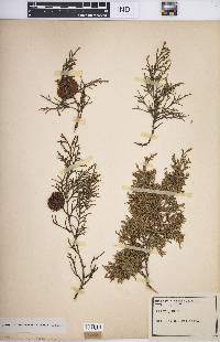 Juniperus virginiana var. virginiana image