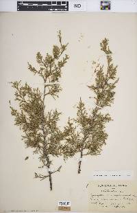 Juniperus virginiana var. virginiana image