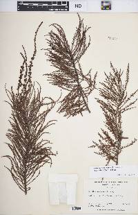 Taxodium distichum var. imbricarium image