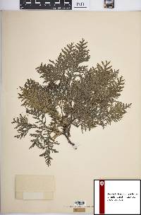 Thuja occidentalis image