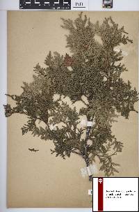 Thuja occidentalis image