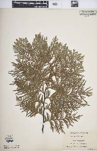 Thuja occidentalis image