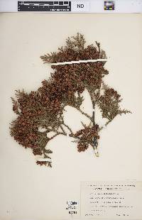 Thuja occidentalis image