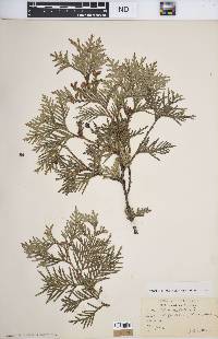 Thuja occidentalis image