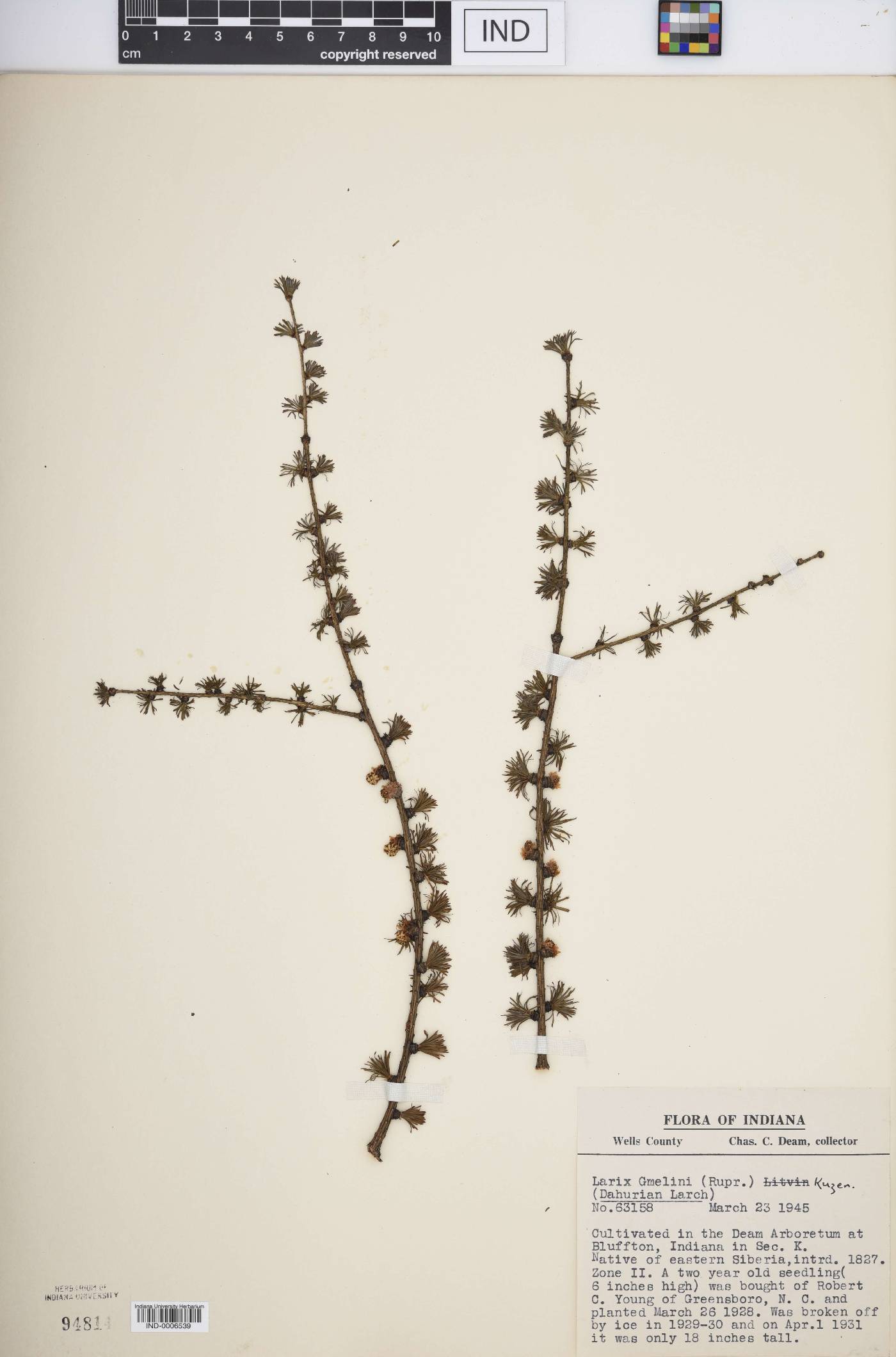 Larix gmelinii image
