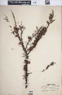 Larix laricina image