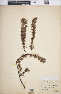 Larix laricina image