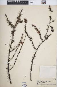 Larix laricina image