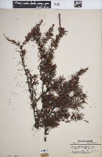 Larix laricina image