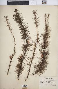 Larix laricina image