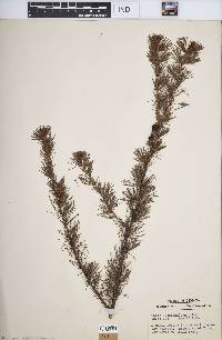 Larix laricina image