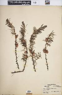 Larix laricina image