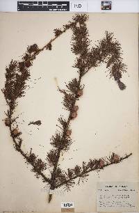 Larix laricina image