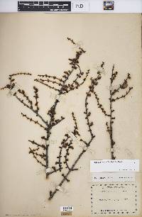 Larix laricina image