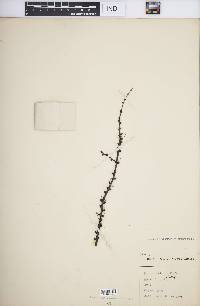 Larix laricina image