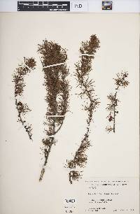 Larix laricina image