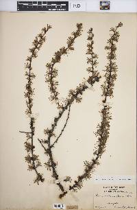 Larix laricina image