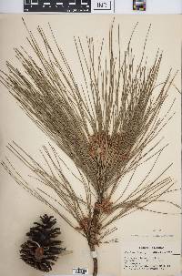 Pinus caribaea image