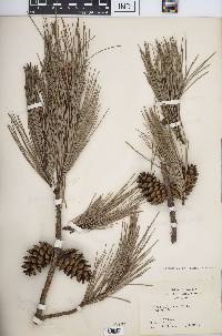 Pinus echinata image