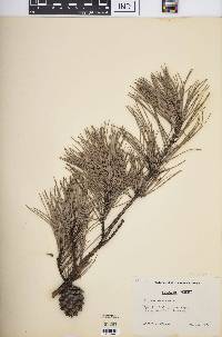 Pinus echinata image