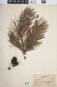 Pinus echinata image