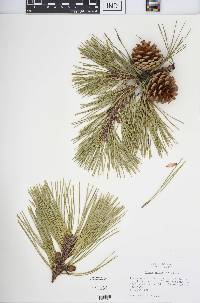 Pinus echinata image