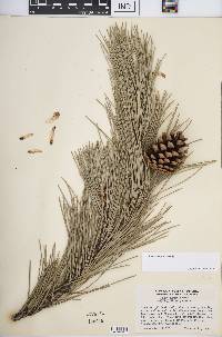 Pinus nigra image
