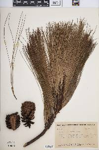 Pinus pseudostrobus image