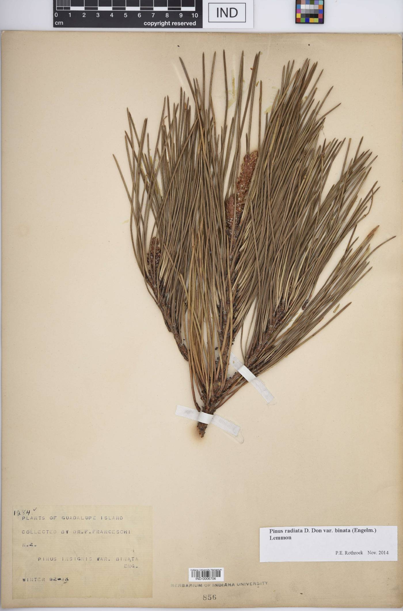 Pinus radiata var. binata image