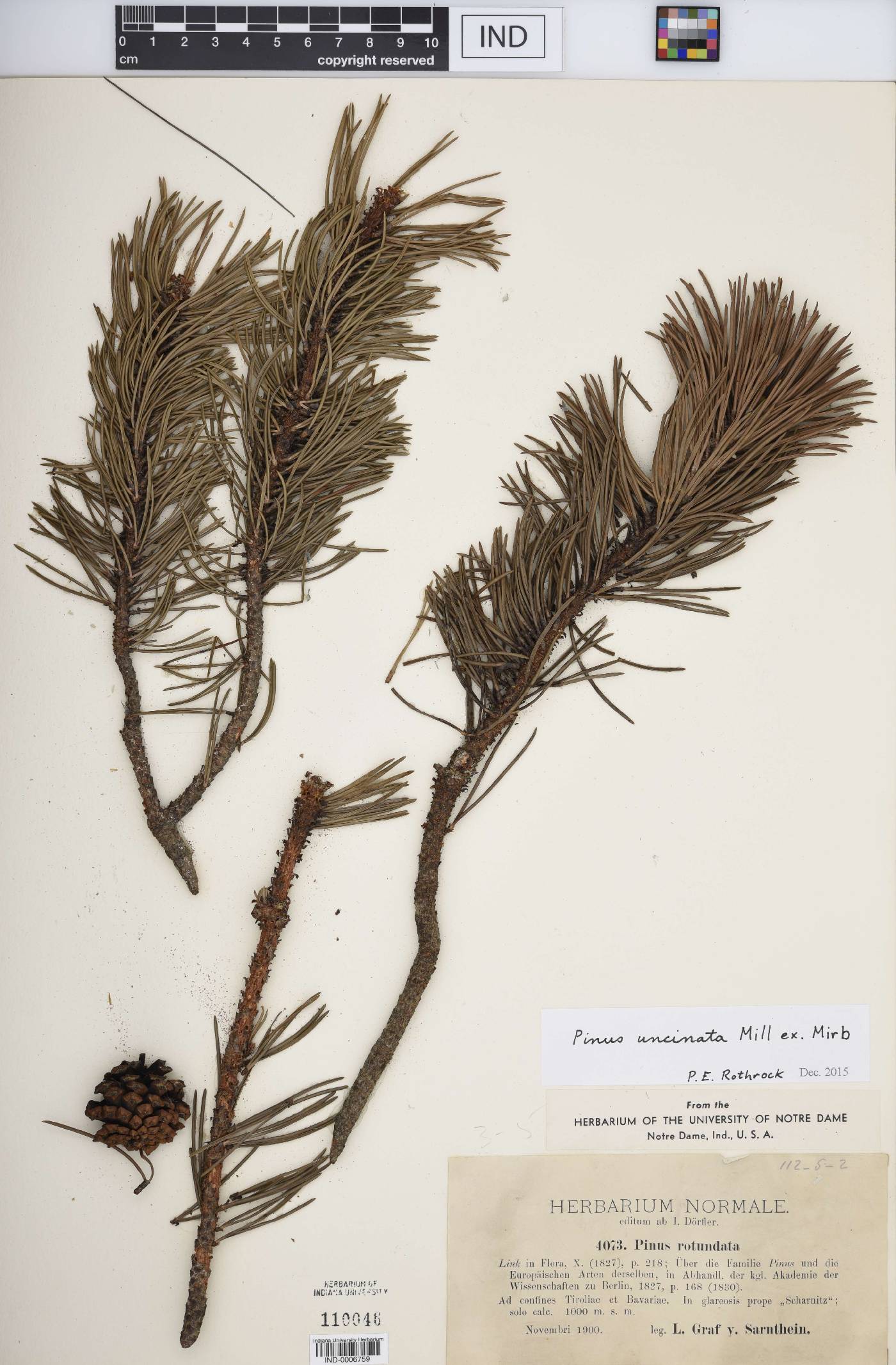 Pinus uncinata image