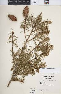 Pseudotsuga menziesii image