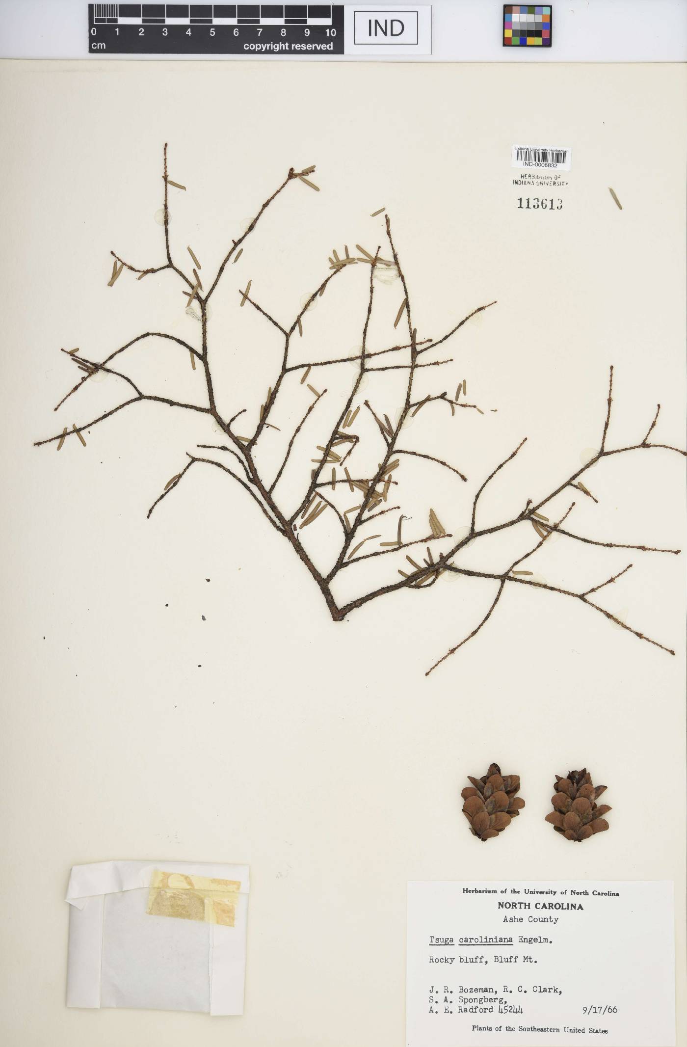 Tsuga caroliniana image