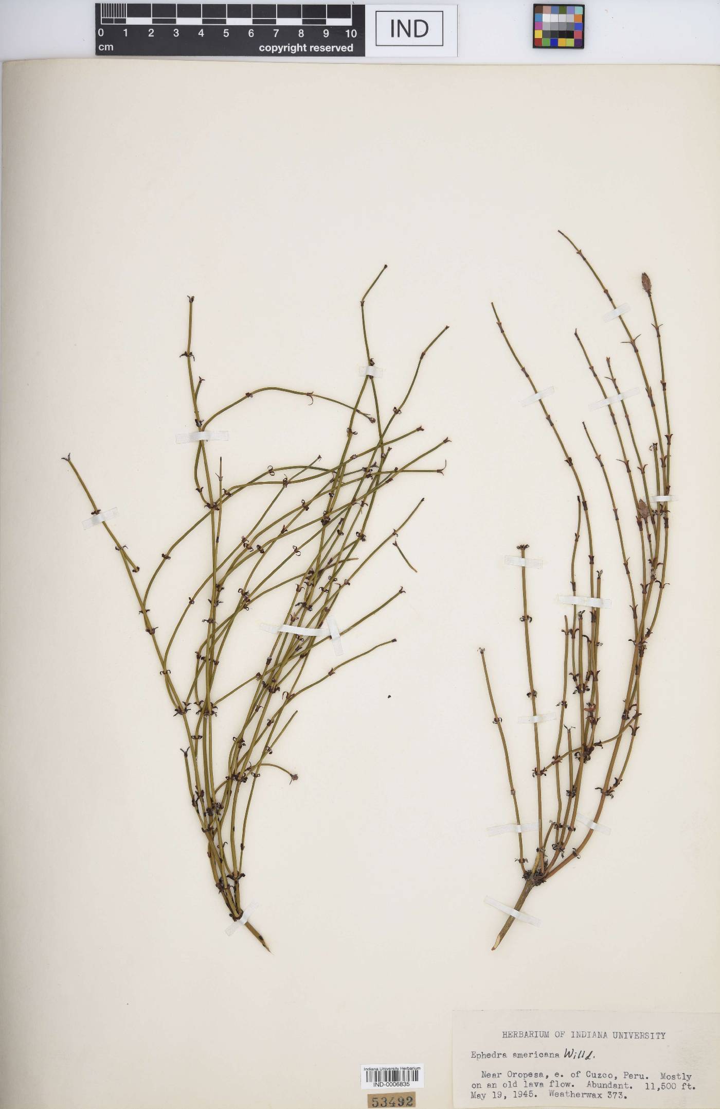 Ephedra americana image