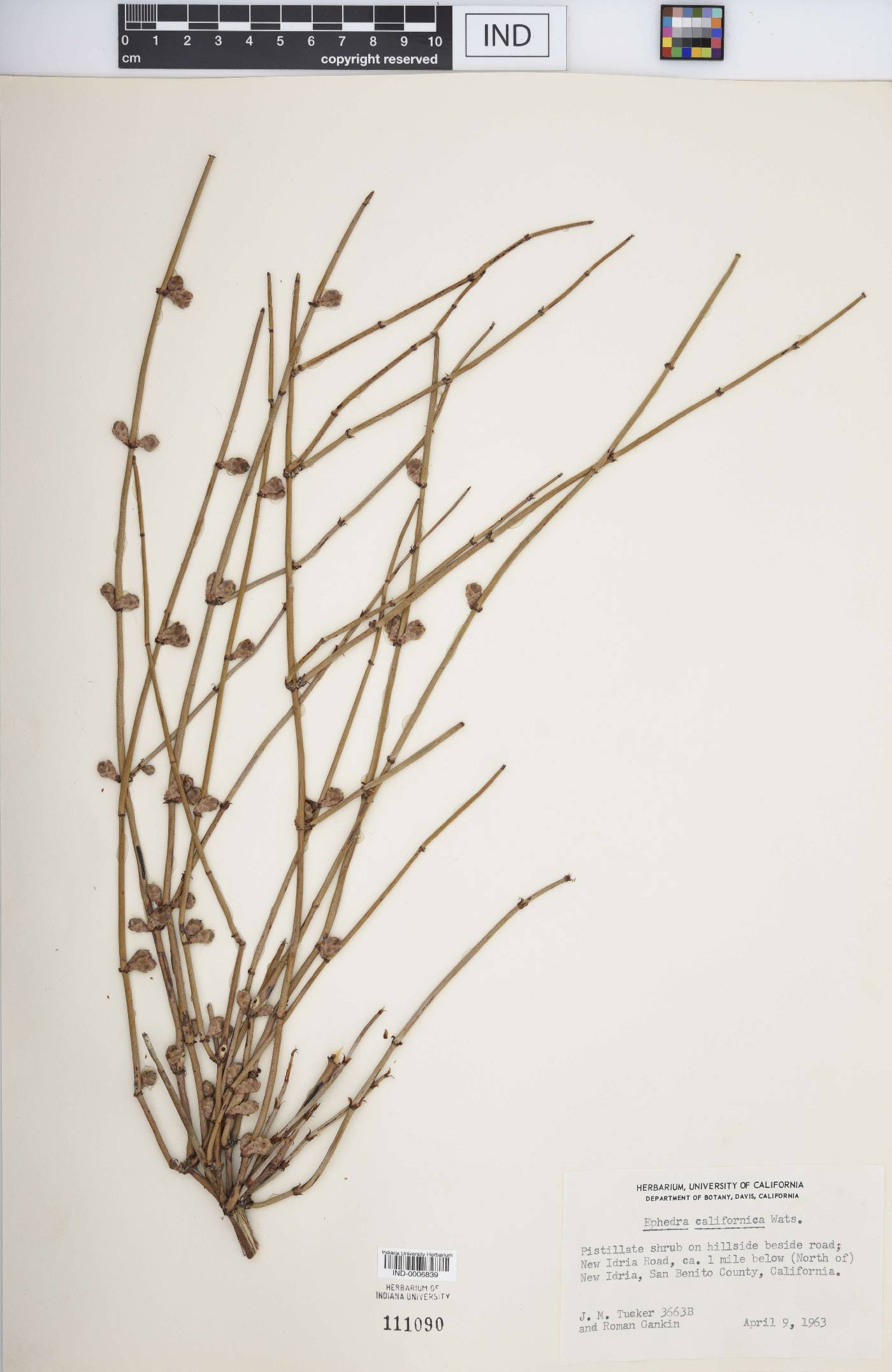 Ephedra californica image