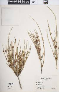 Ephedra trifurca image