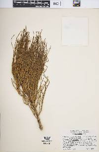 Ephedra viridis image