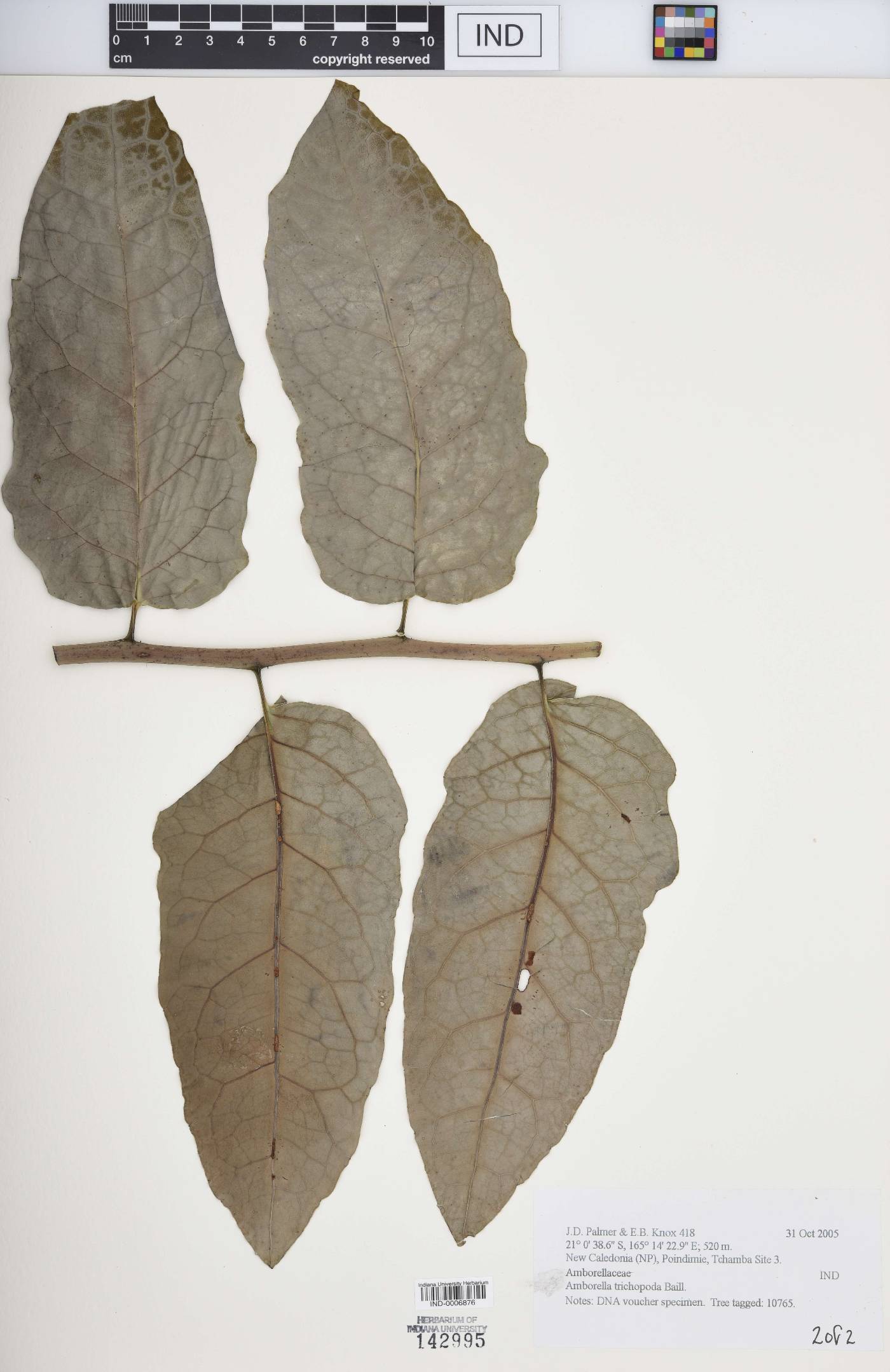 Amborellaceae image