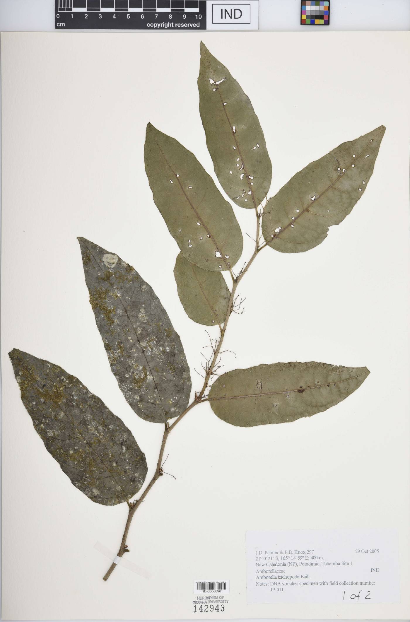 Amborellaceae image