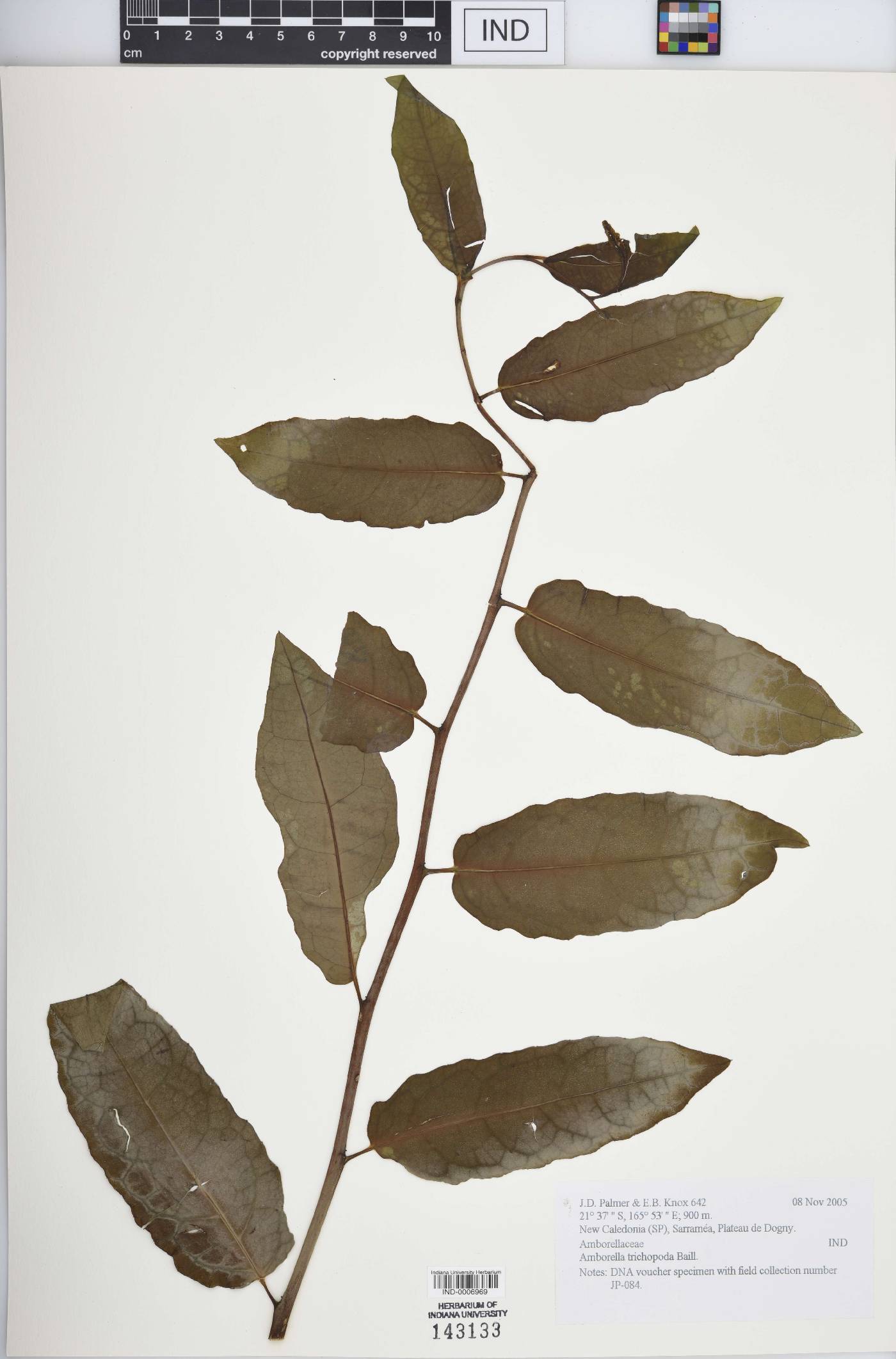 Amborella trichopoda image
