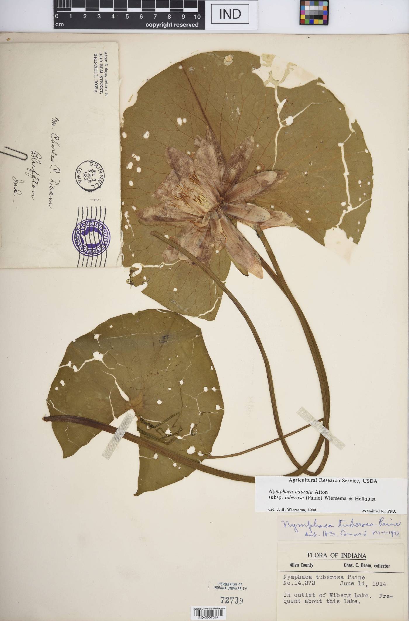 Nymphaea odorata subsp. tuberosa image